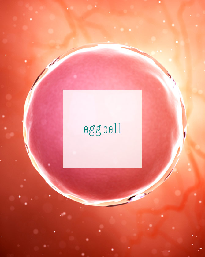 reproduction egg 0