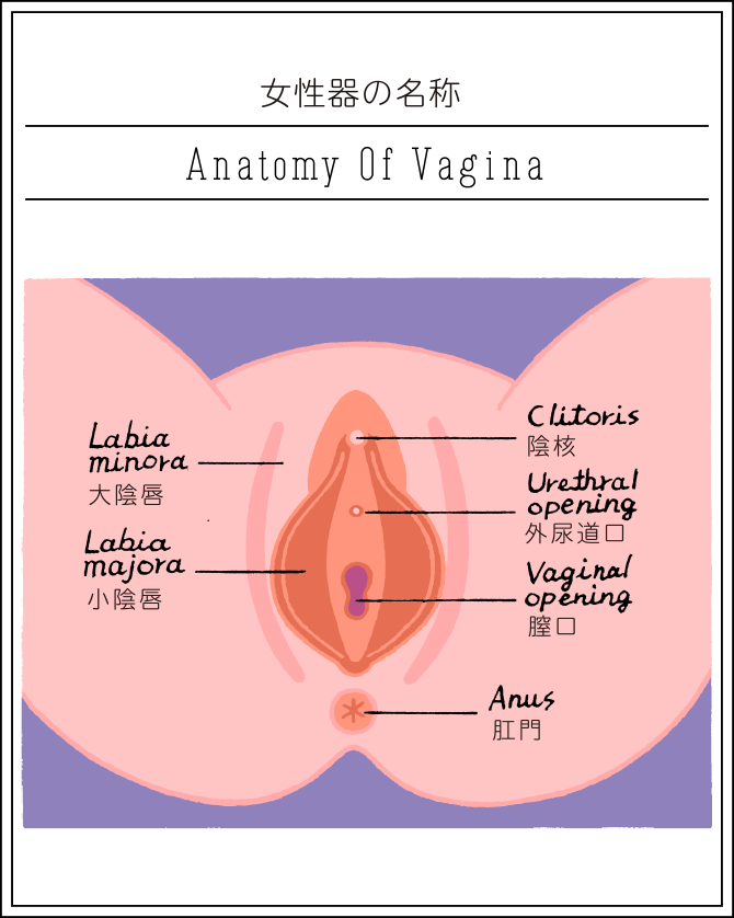 ヴァギナ Sexology